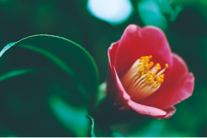 ツバキの花の写真