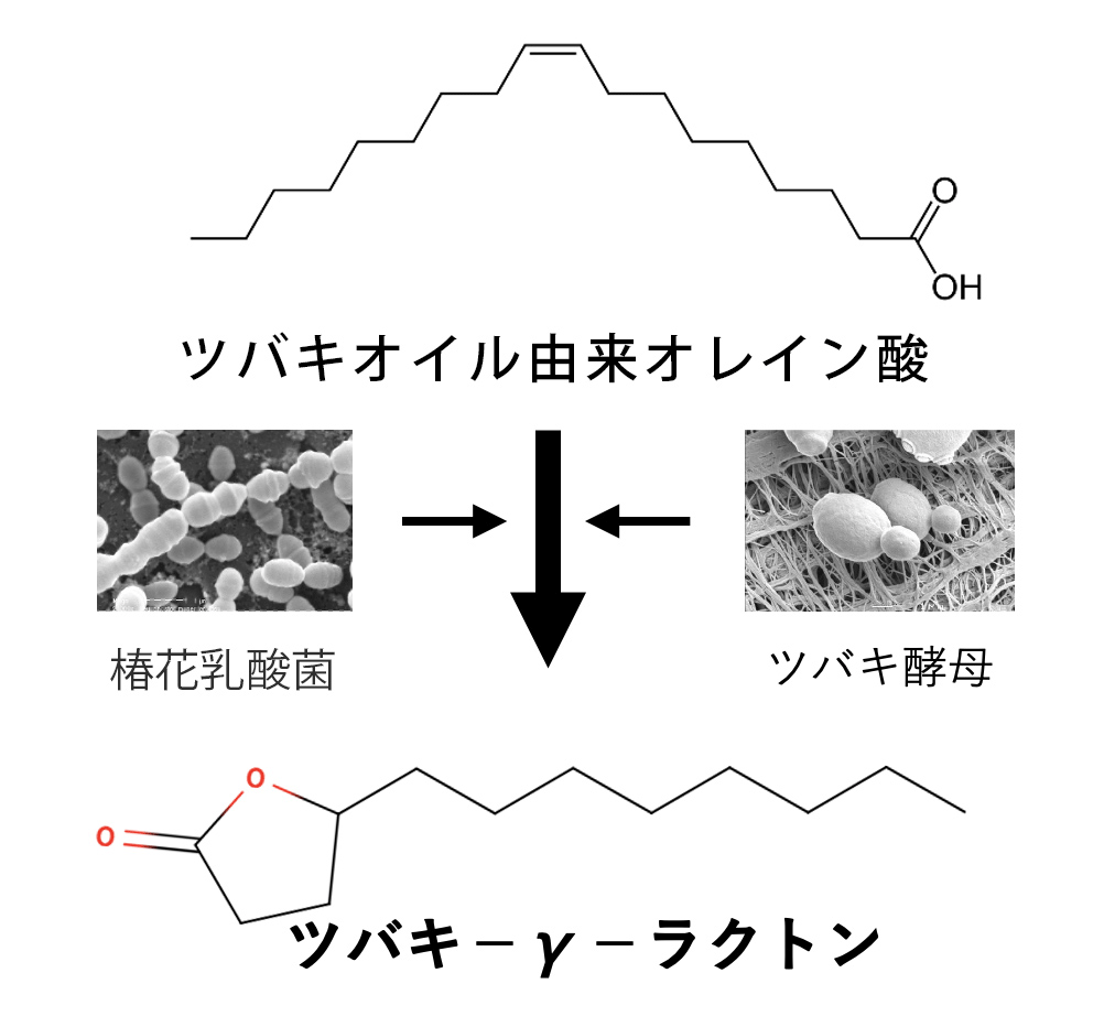 独自成分 ツバキラクトン（ツバキ－γ－ラクトン）