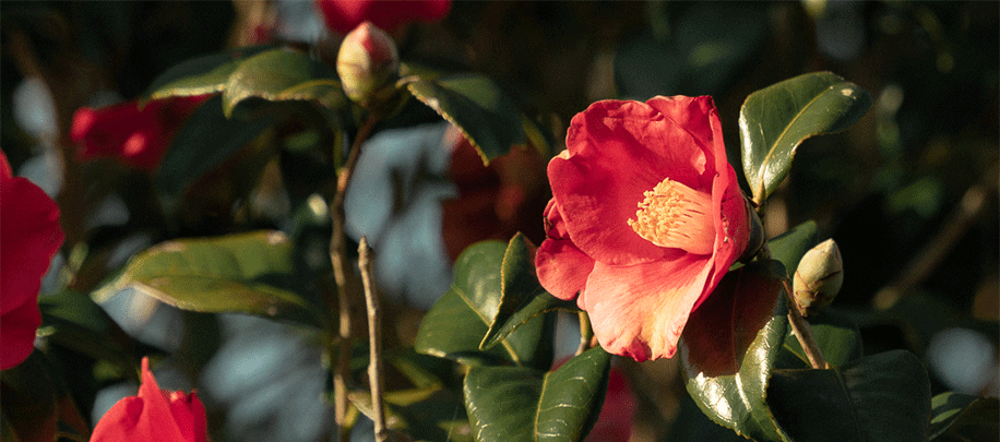 毛髪のキューティクルを改善し、髪うねりを抑制する独自成分「ツバキラクトン※」の開発に成功 第2回化粧品技術者会学術大会で発表